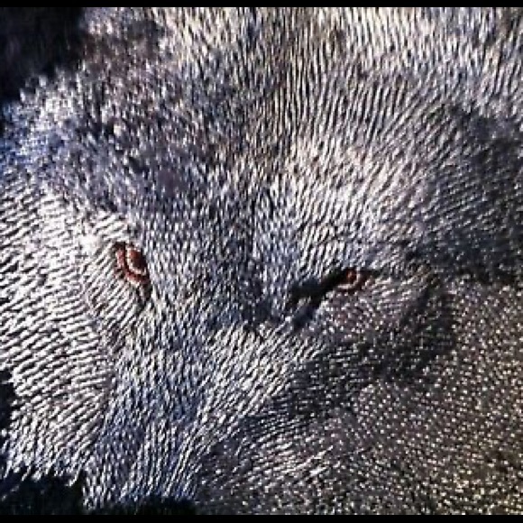 Vintage navy blue wolf embroidered fleece pullover - Picture 6 of 10